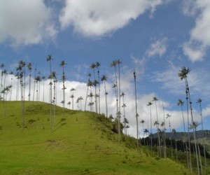 Salento: Valle del Cocora.  Fuente: Uff.Travel